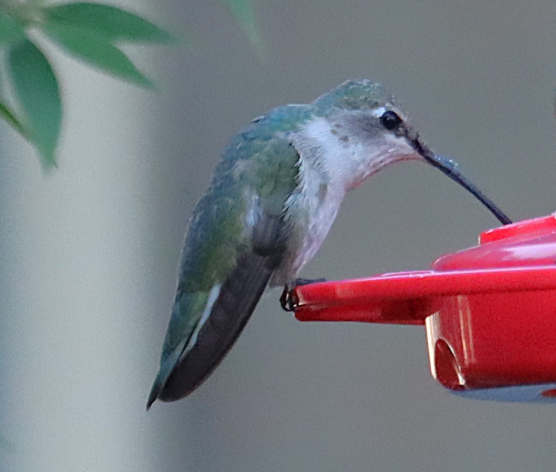 Colibri à gorge noire - ML646817837