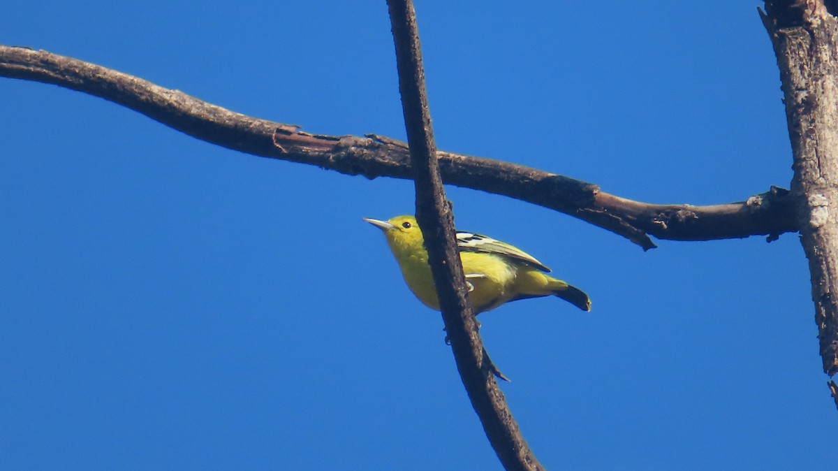Common Iora - ML646817838