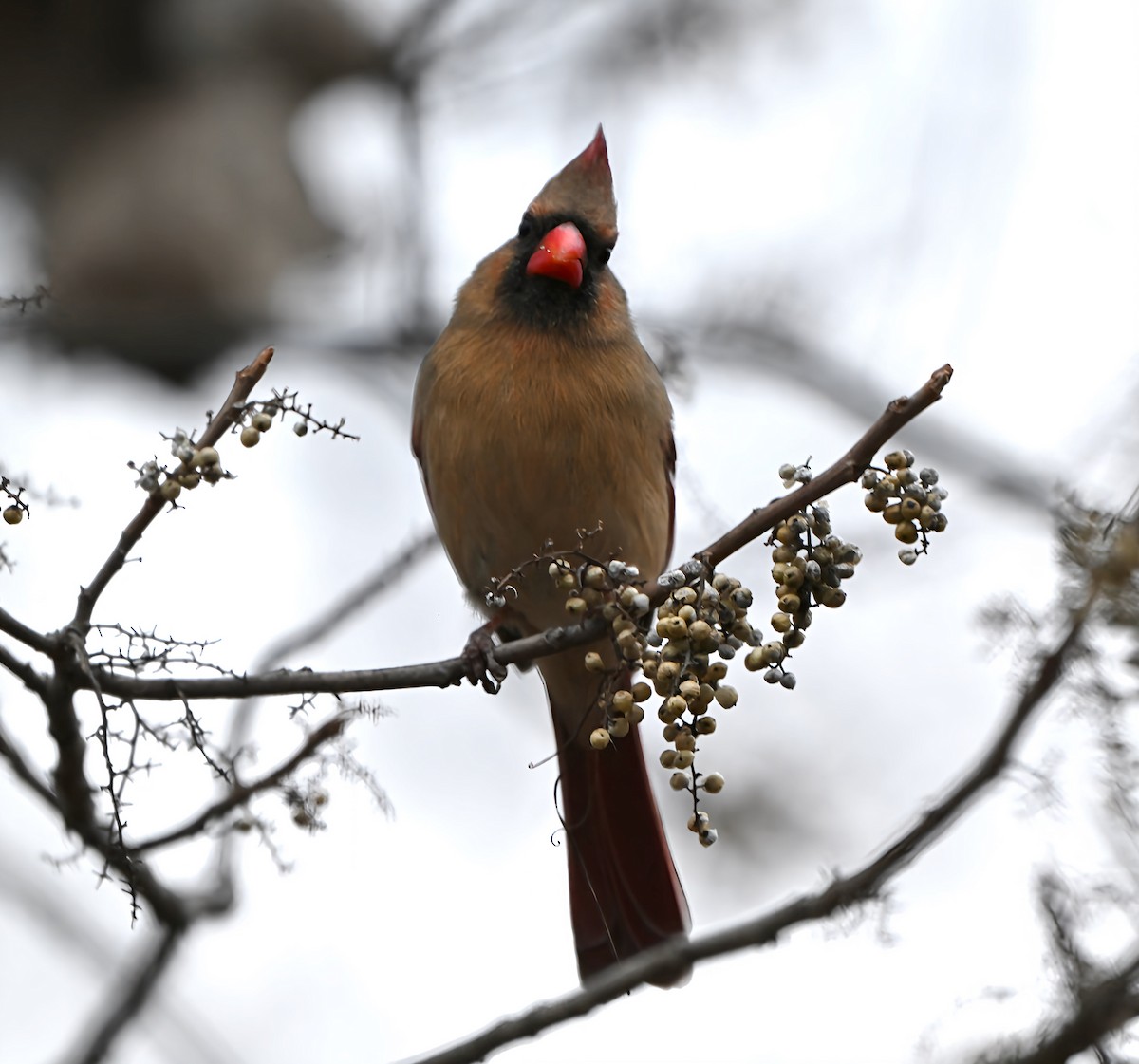 Kırmızı Kardinal - ML646817839