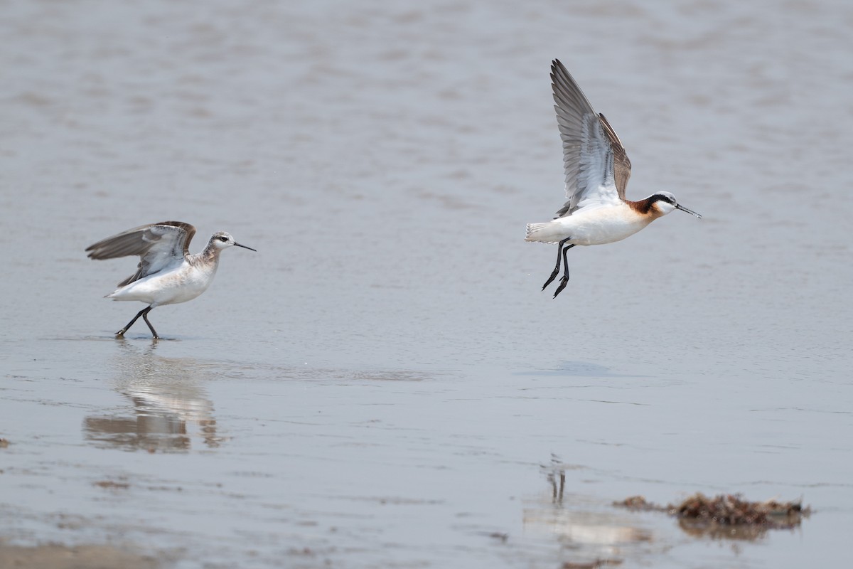 lyskonoh dlouhozobý - ML646817843