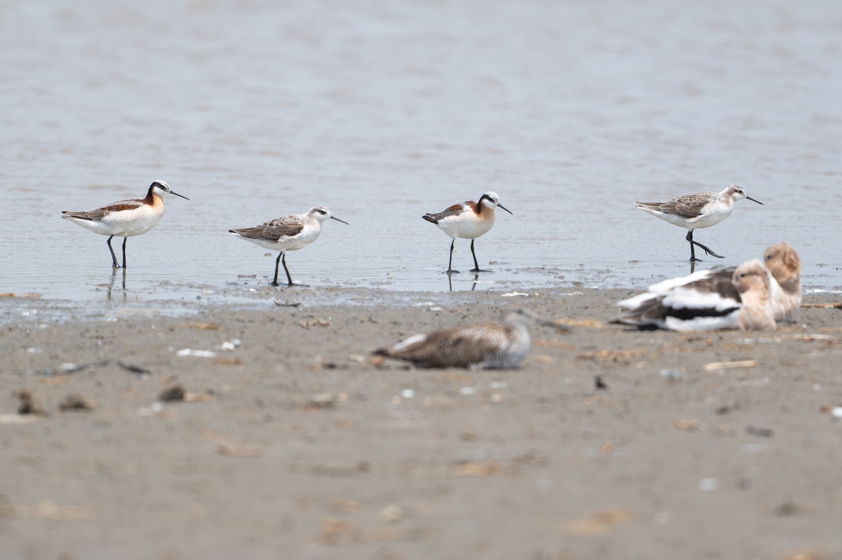 lyskonoh dlouhozobý - ML646817844