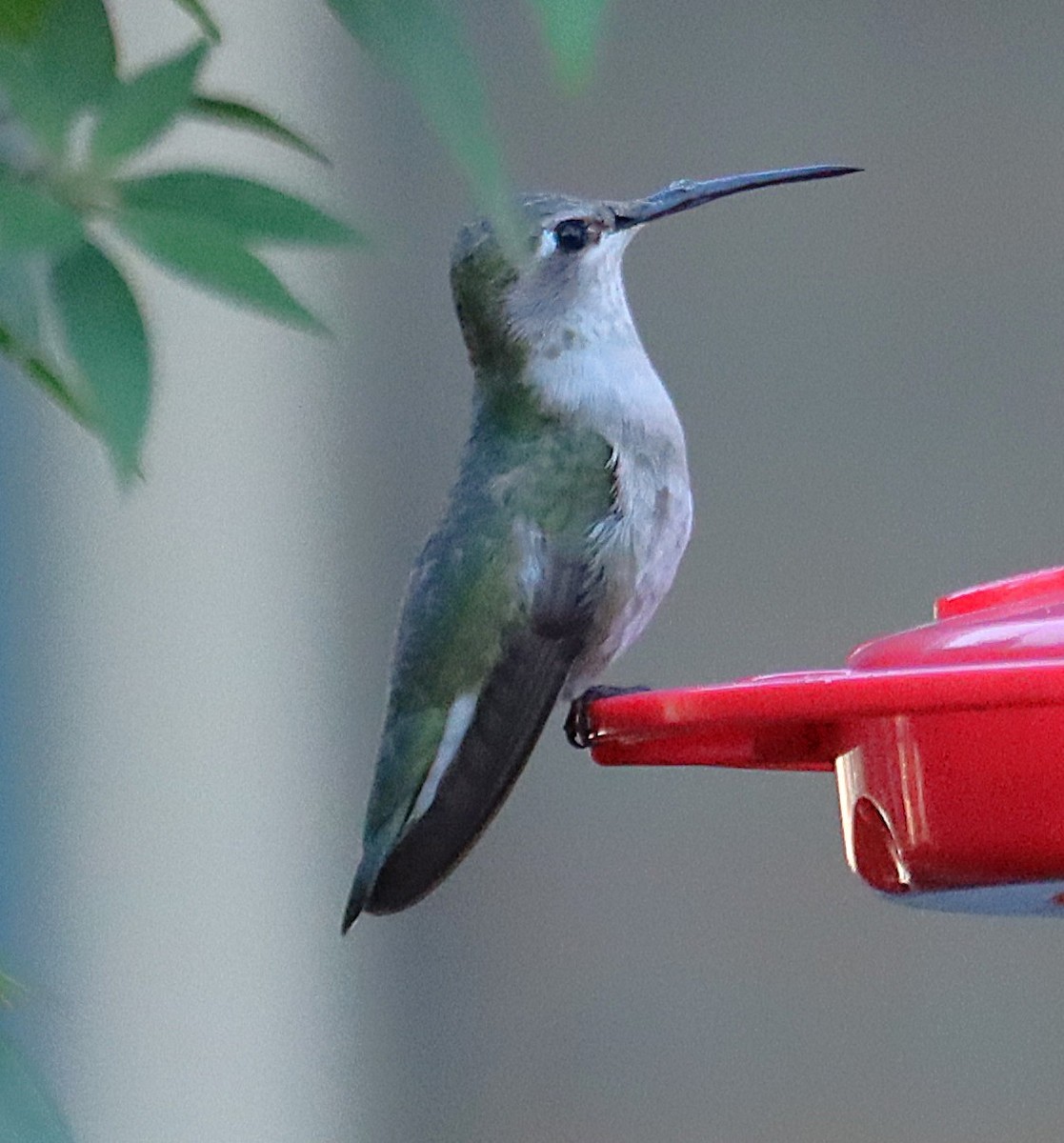 Colibri à gorge noire - ML646817846