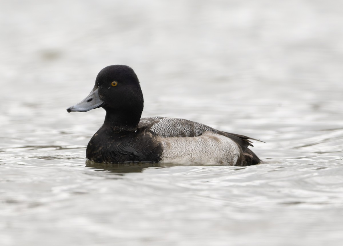 Lesser Scaup - ML646817847