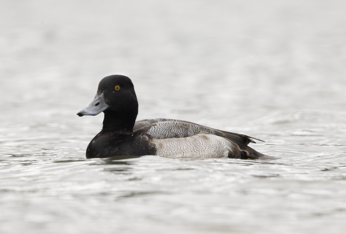 Lesser Scaup - ML646817848