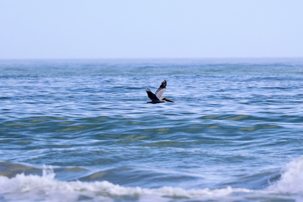 Brown Pelican - ML646817850