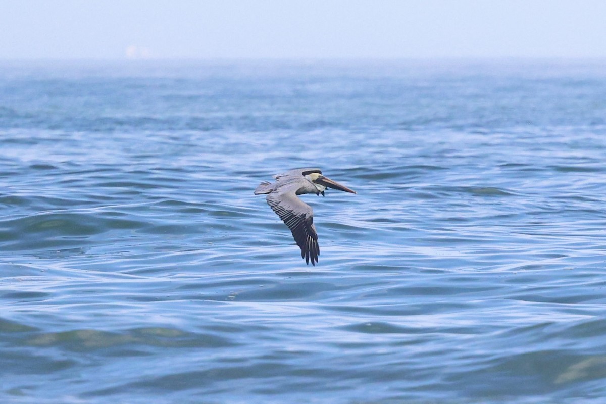 Brown Pelican - ML646817851