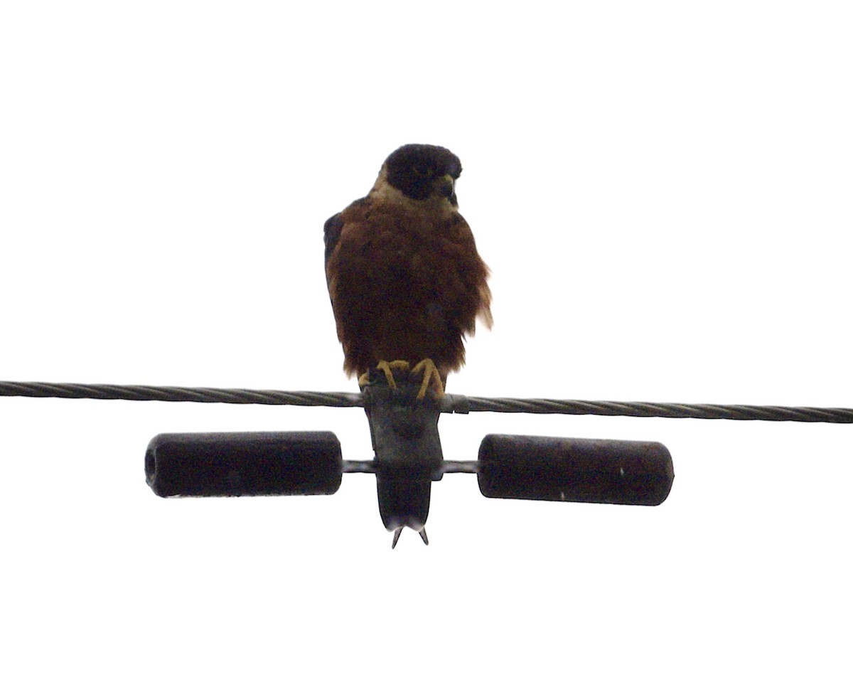 Oriental Hobby - ML646817852