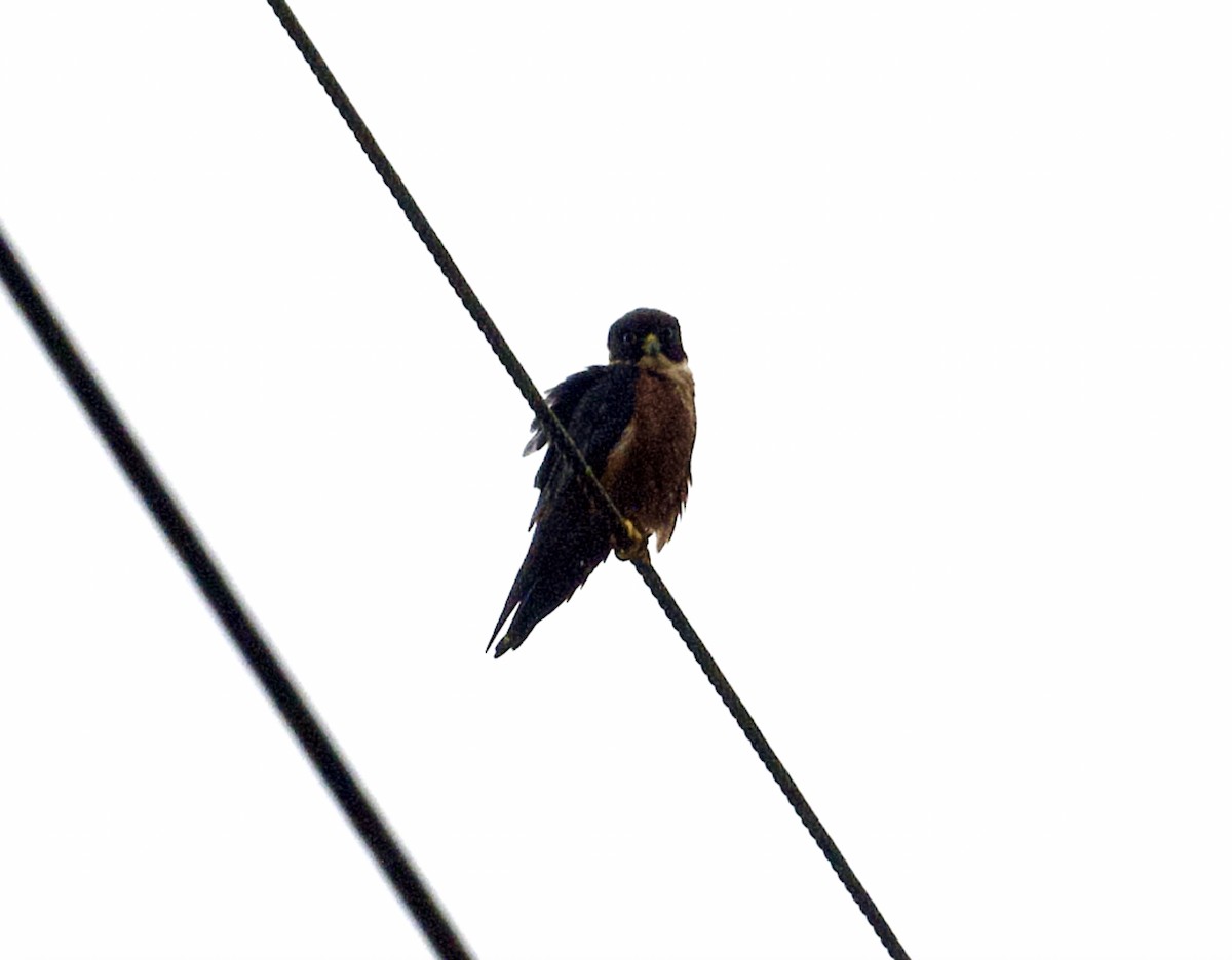 Oriental Hobby - ML646817853