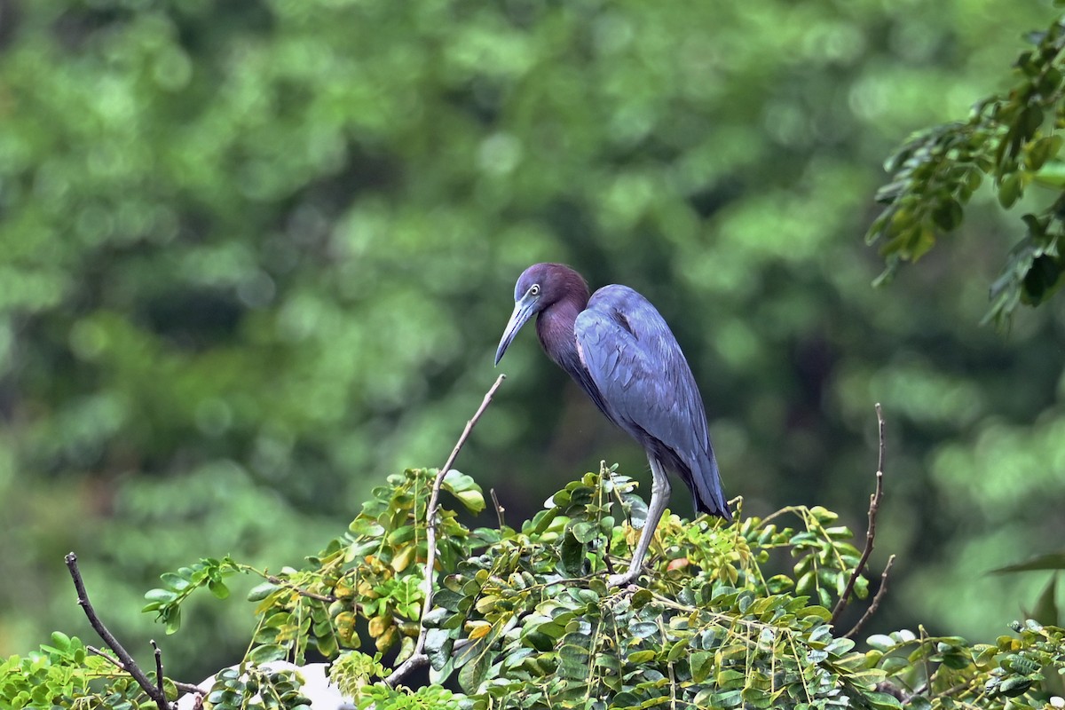 Little Blue Heron - ML646817854