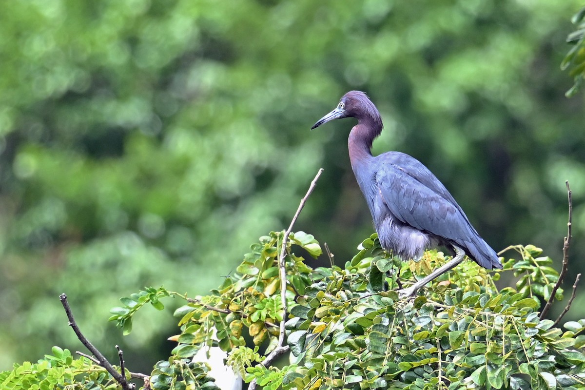 Little Blue Heron - ML646817863