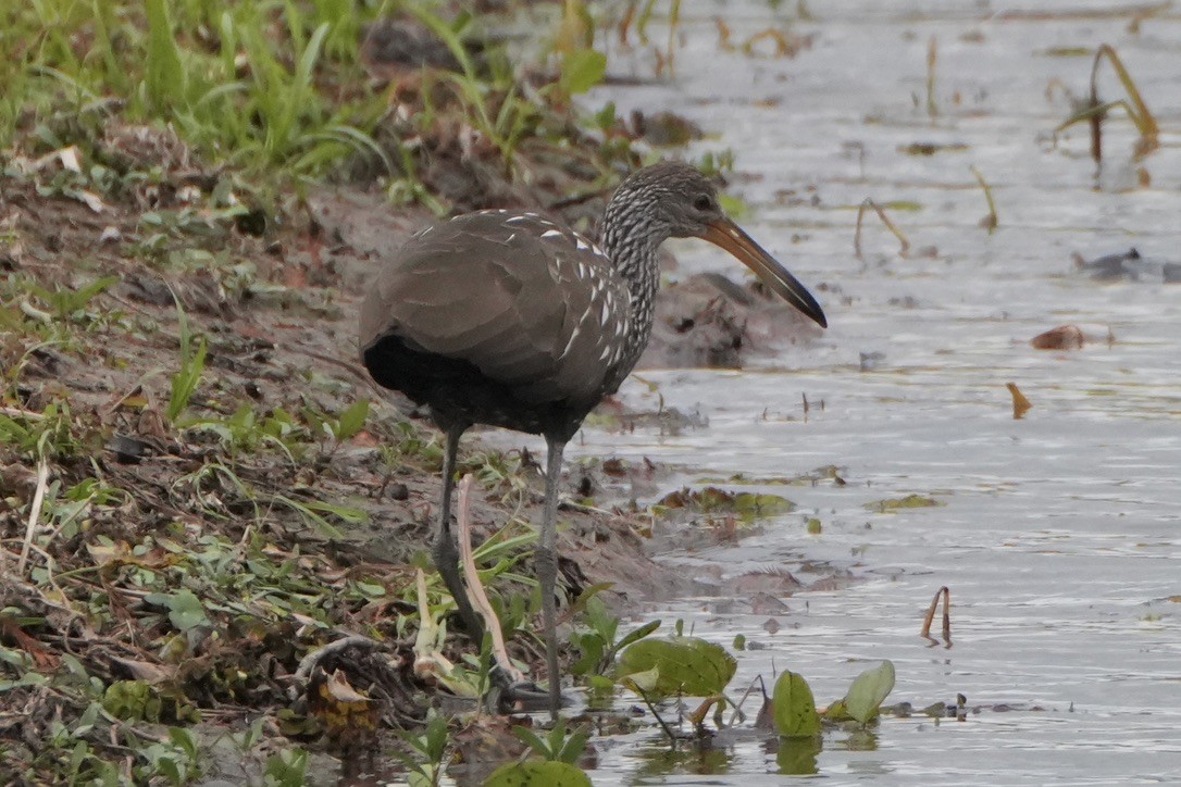Limpkin - ML646817864