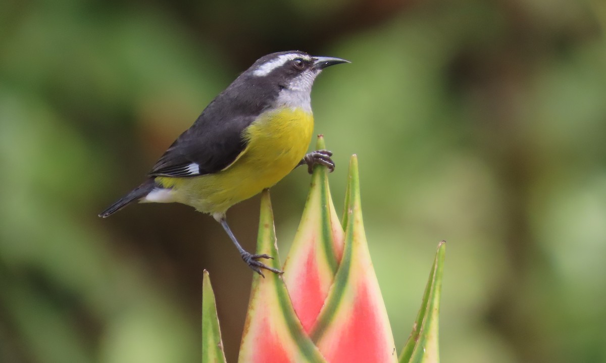Sucrier à ventre jaune - ML646817865