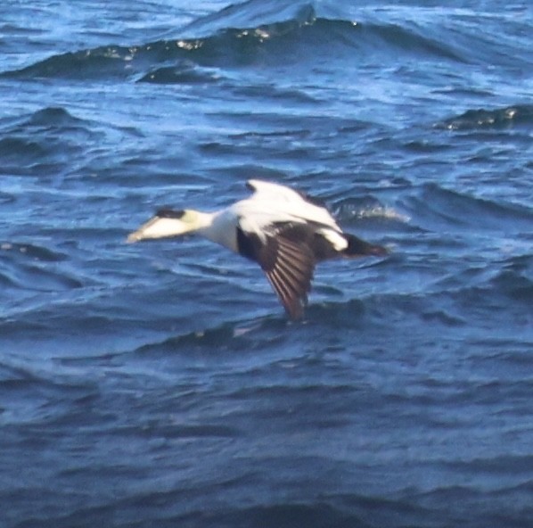 Пухівка зеленошия - ML646817866