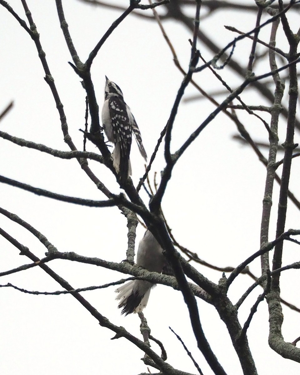 Downy Woodpecker - ML646817868