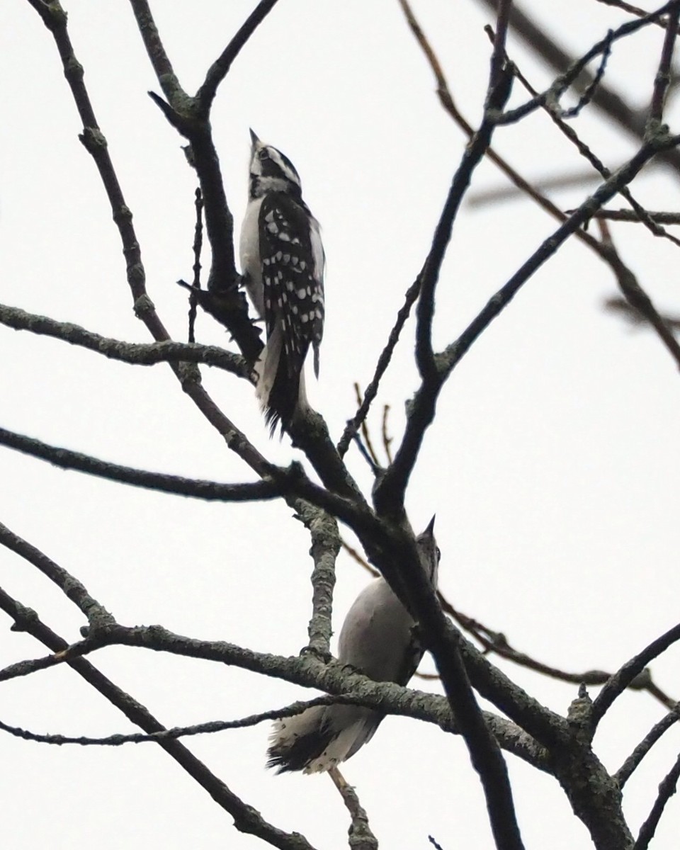Downy Woodpecker - ML646817869