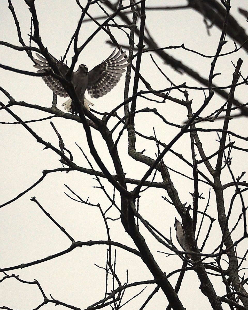 Downy Woodpecker - ML646817870