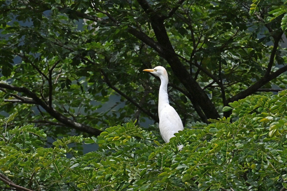 Western Cattle-Egret - ML646817875