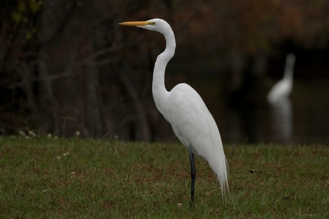 Great Egret - ML646817876