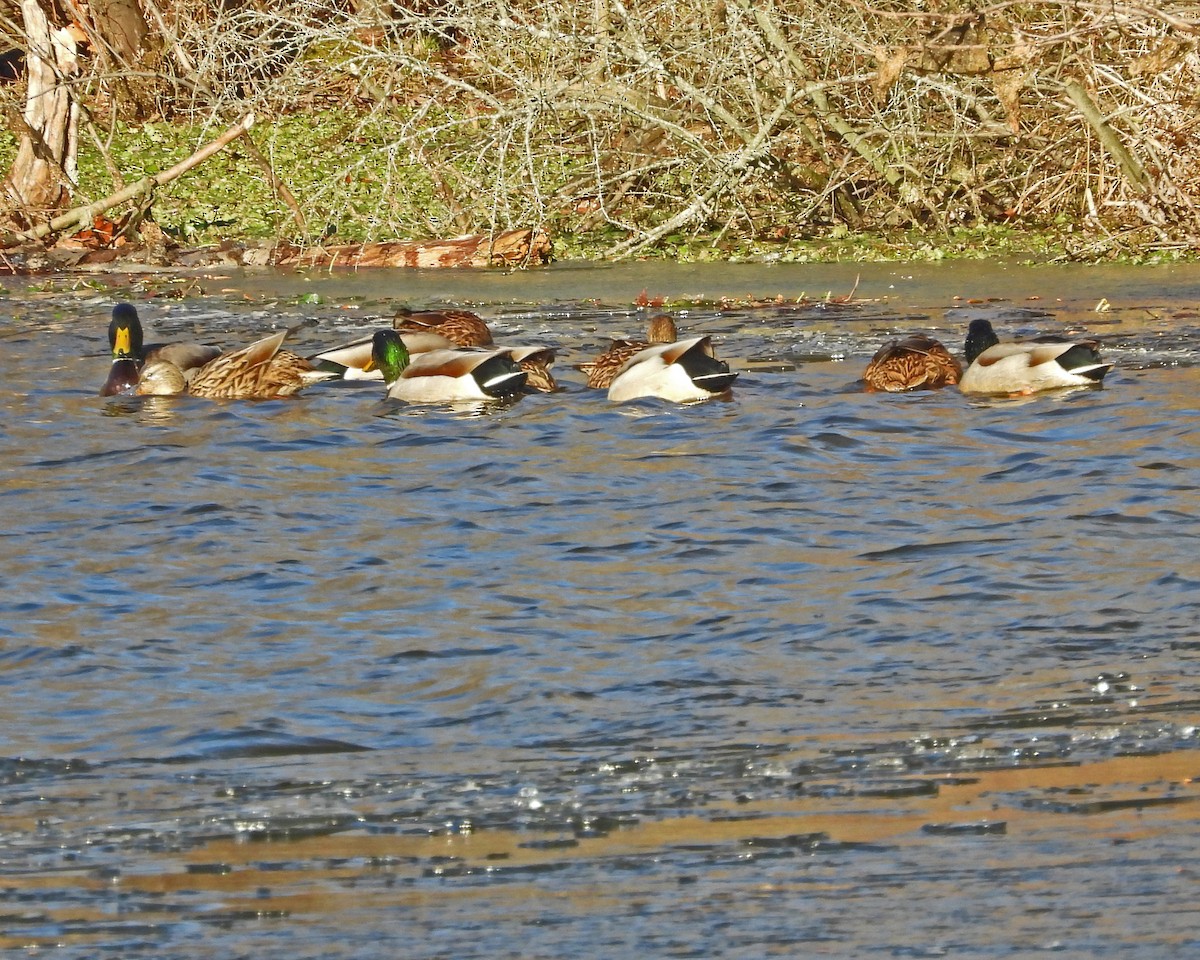 綠頭鴨 - ML646817877