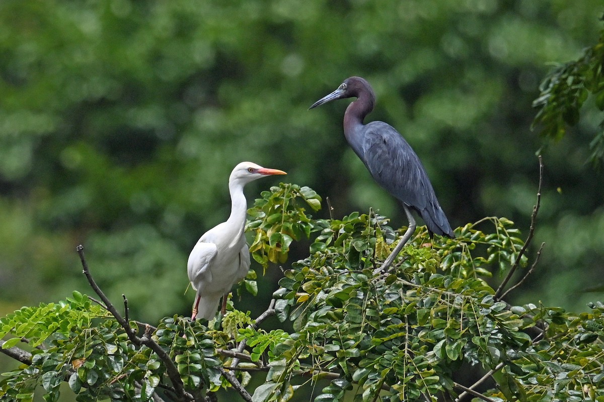 Western Cattle-Egret - ML646817879