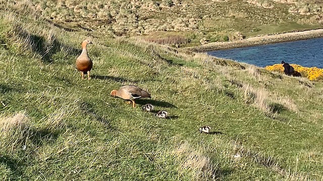 Ruddy-headed Goose - ML646817880