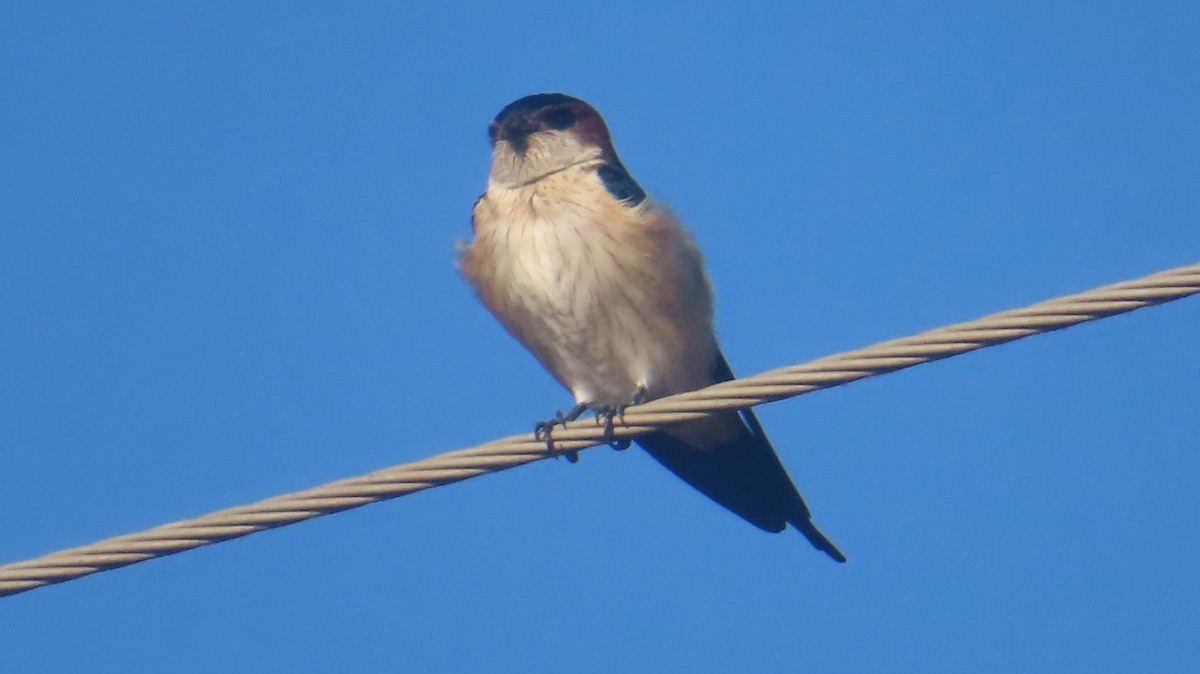 סנונית מערות מזרחית - ML646817881