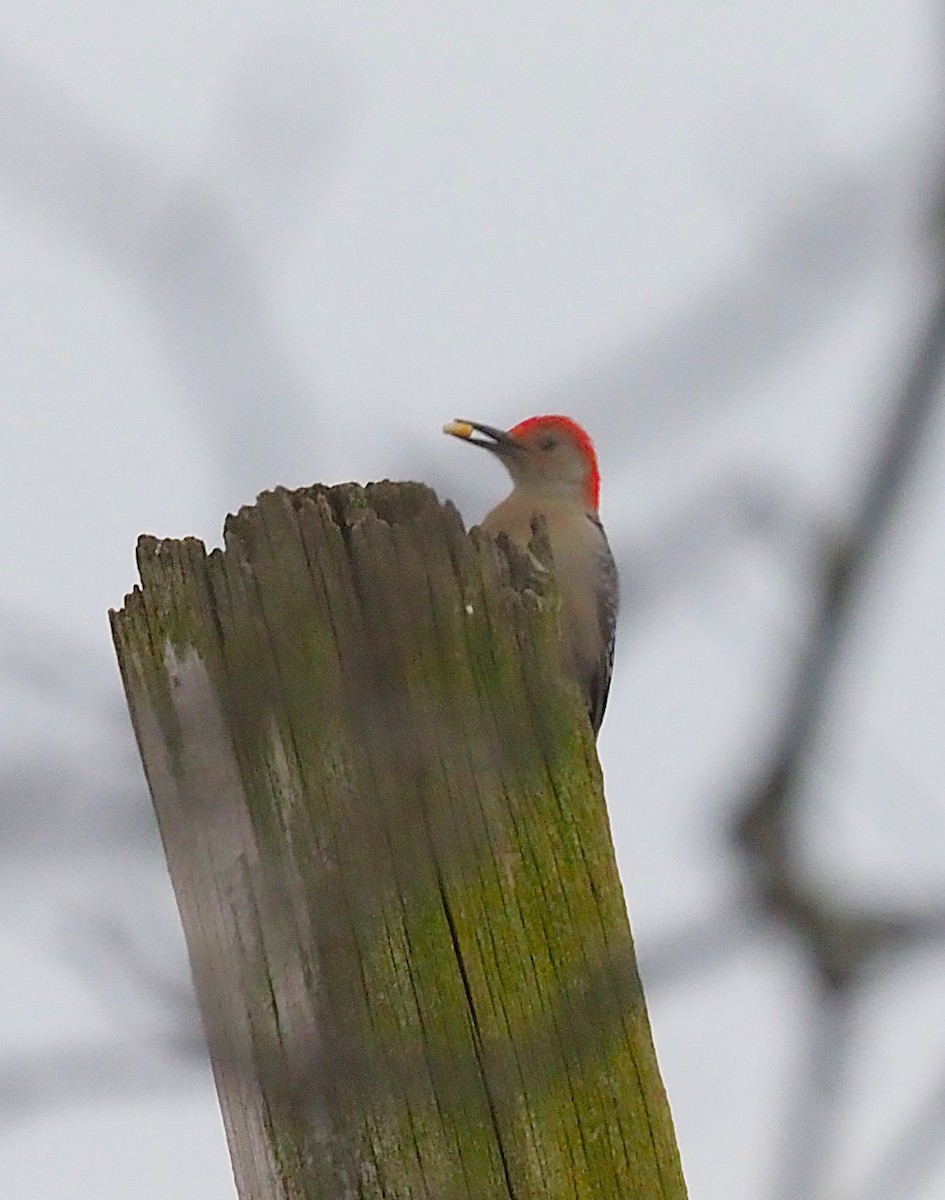 datel karolínský - ML646817883