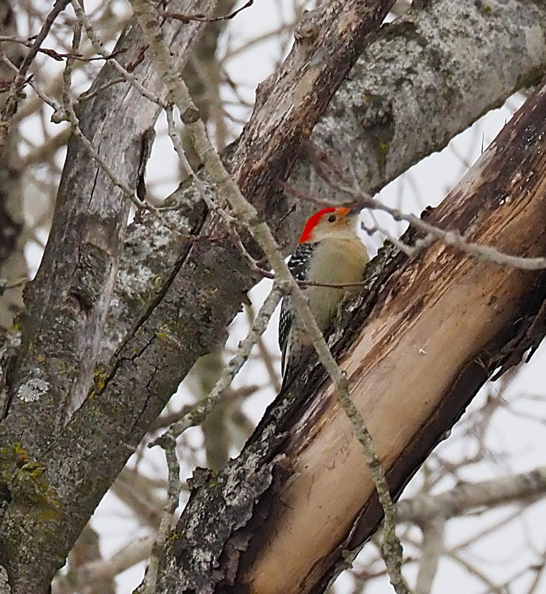 datel karolínský - ML646817884