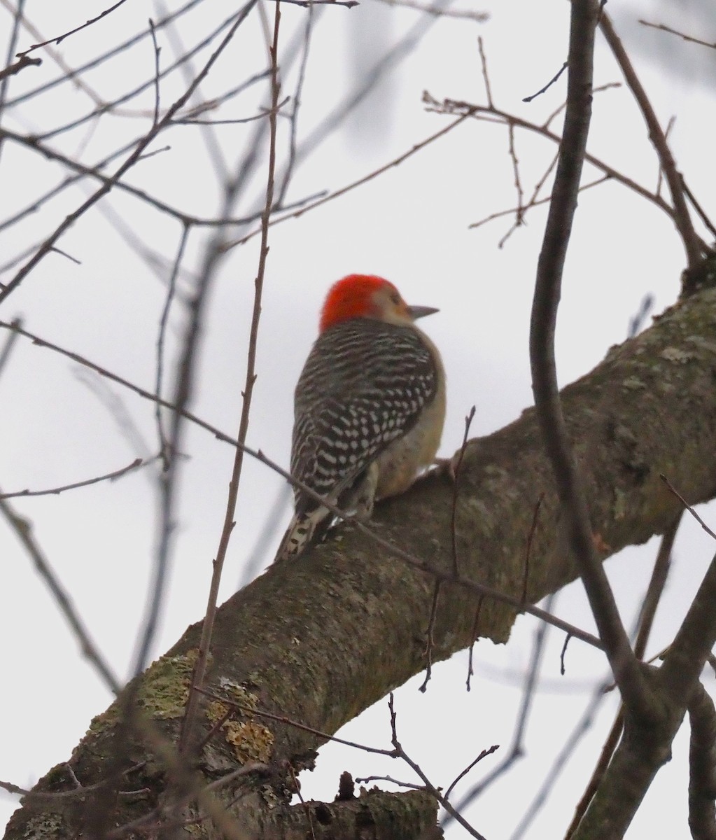 datel karolínský - ML646817885