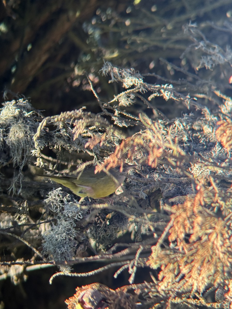 MacGillivray's Warbler - ML646817886