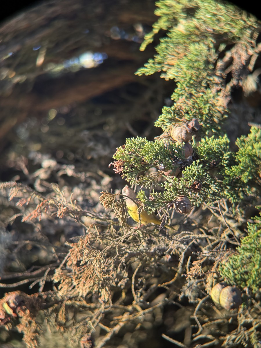 MacGillivray's Warbler - ML646817887