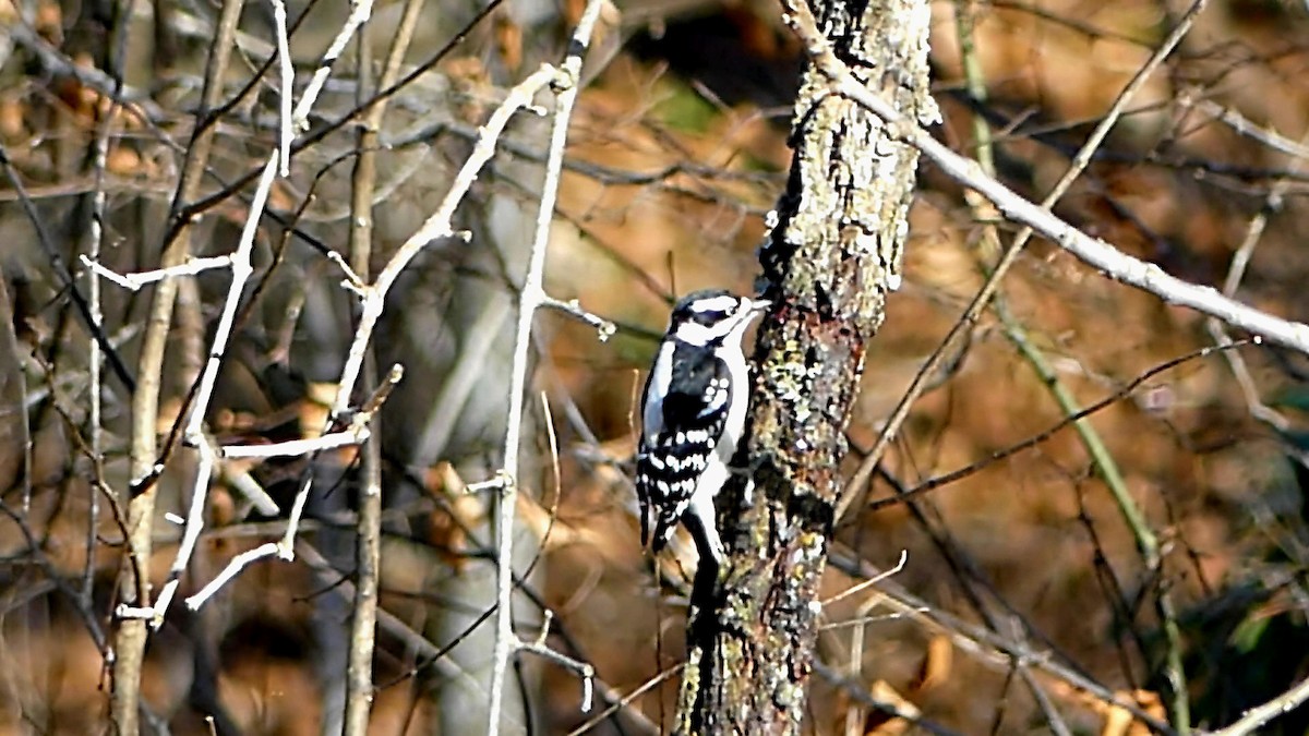 Downy Woodpecker - ML646817890