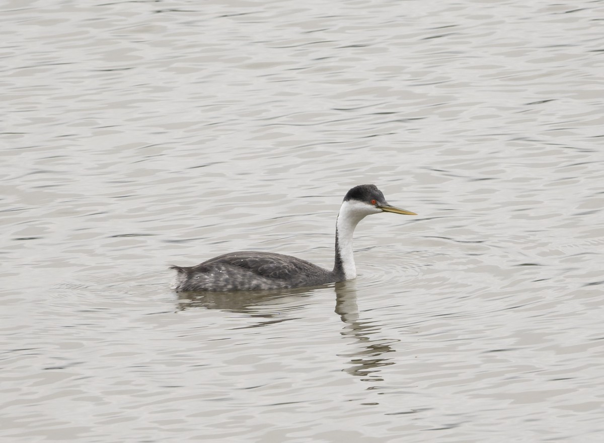 Western Grebe - ML646817894