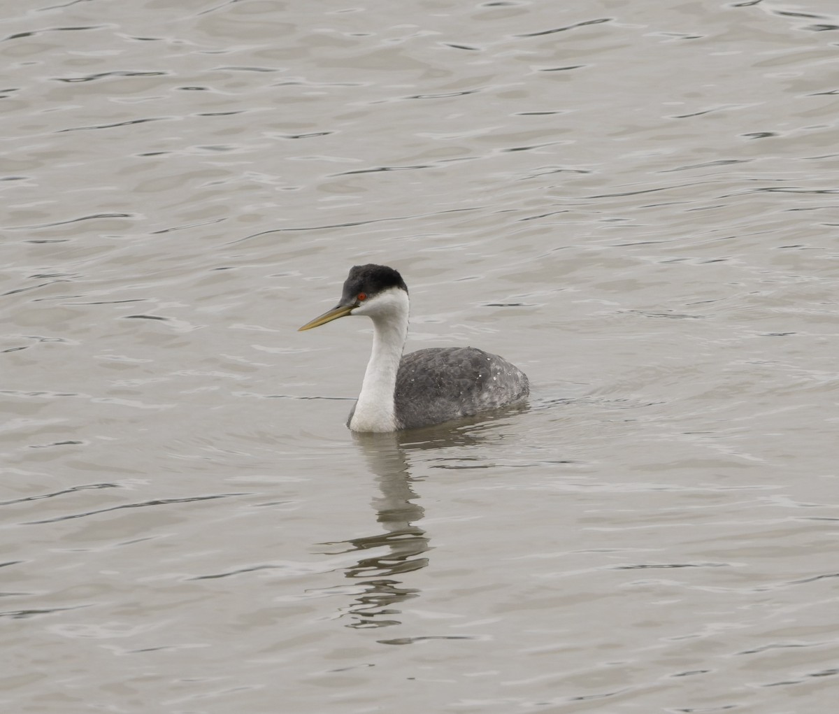Western Grebe - ML646817895