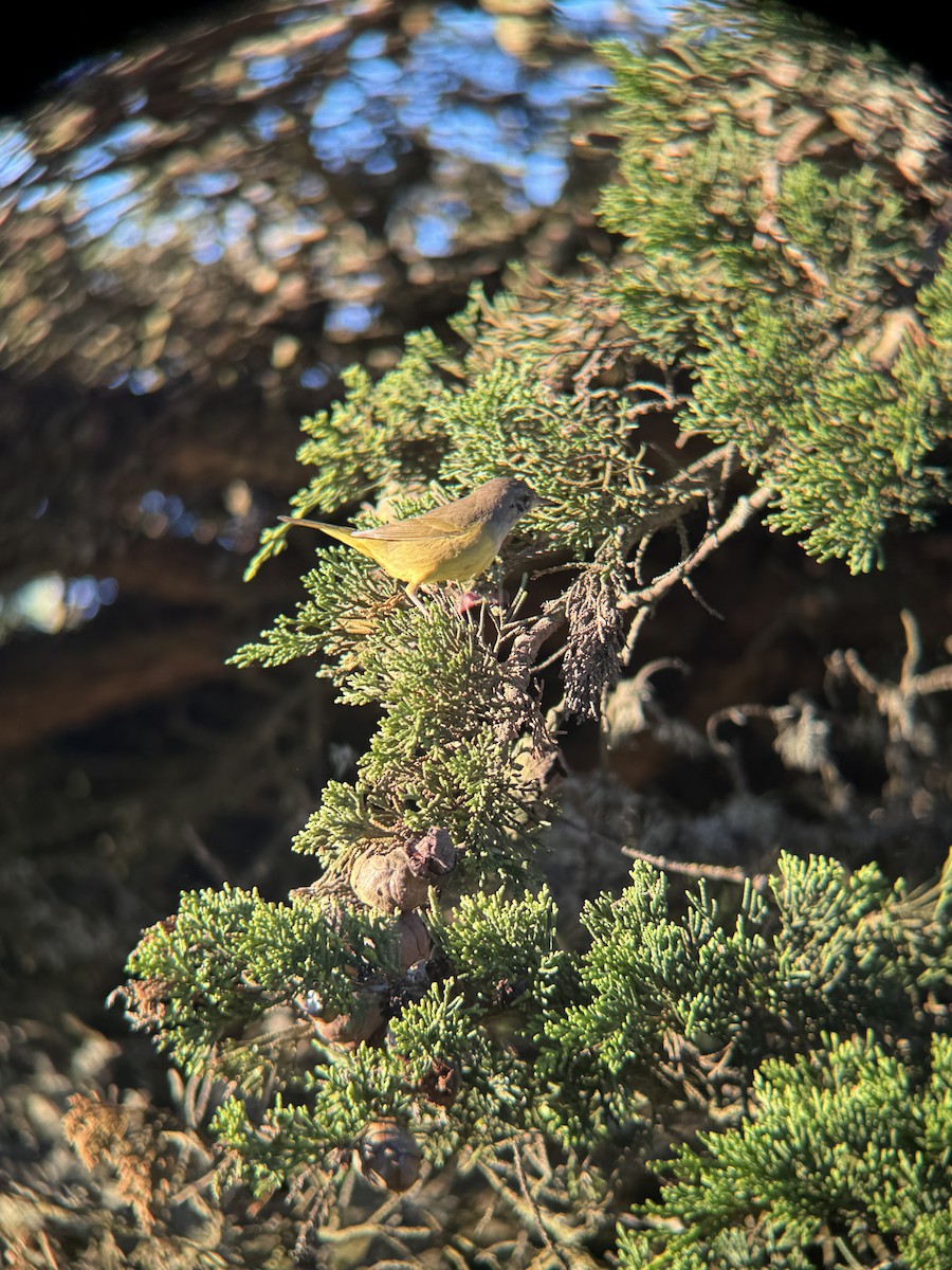 MacGillivray's Warbler - ML646817896