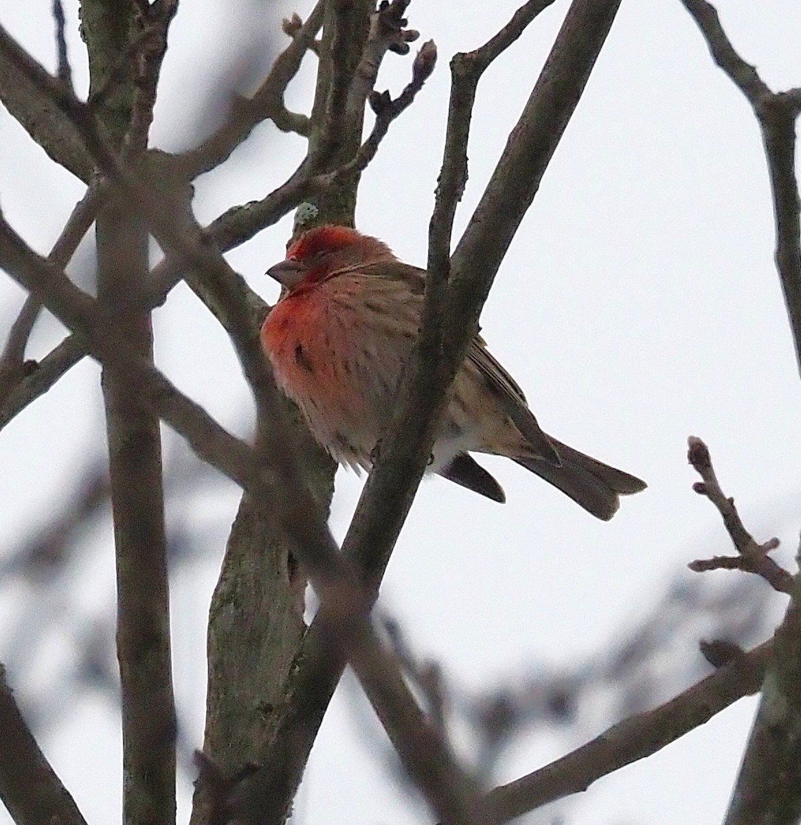 hýl rudoprsý - ML646817897