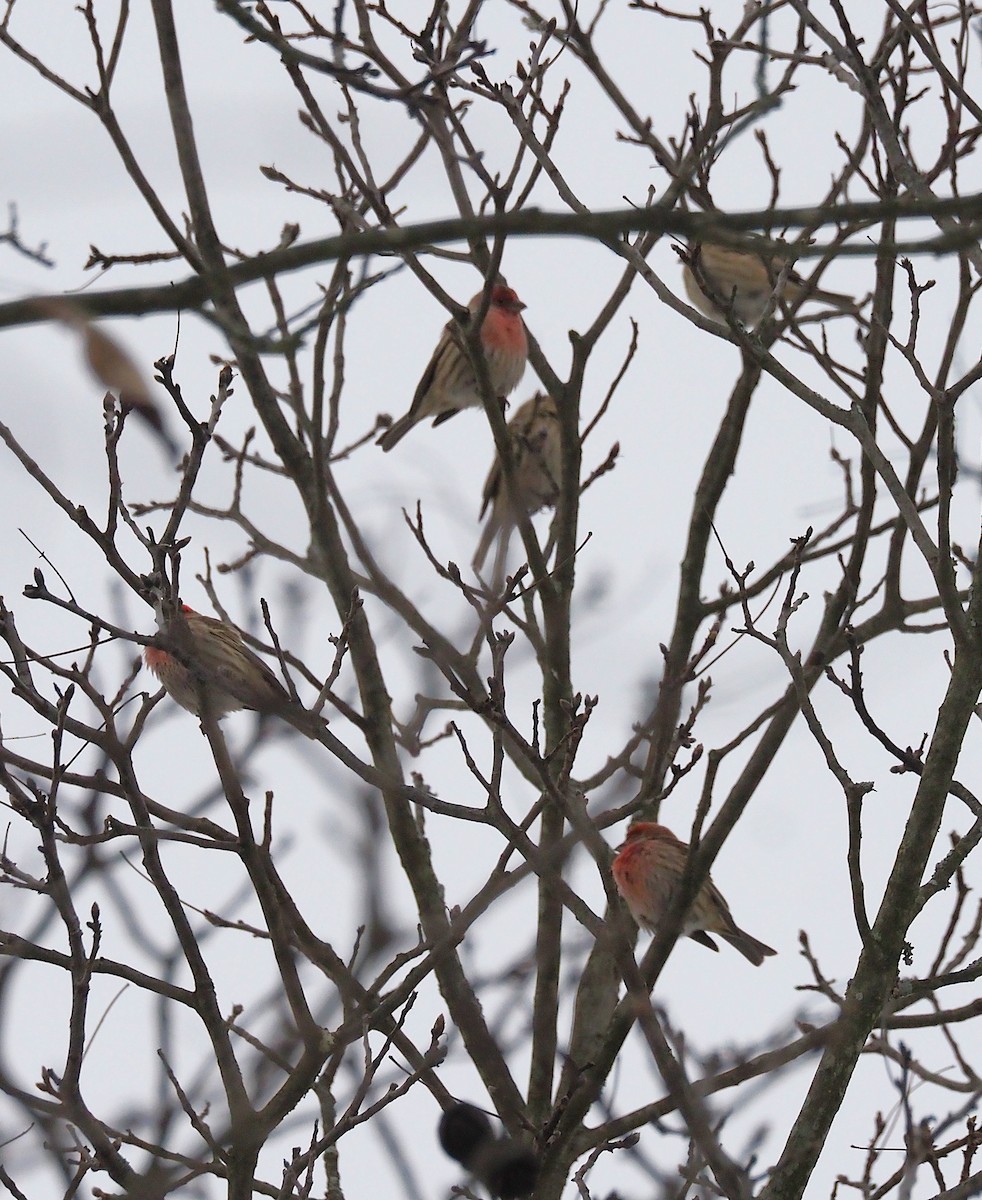 hýl rudoprsý - ML646817898