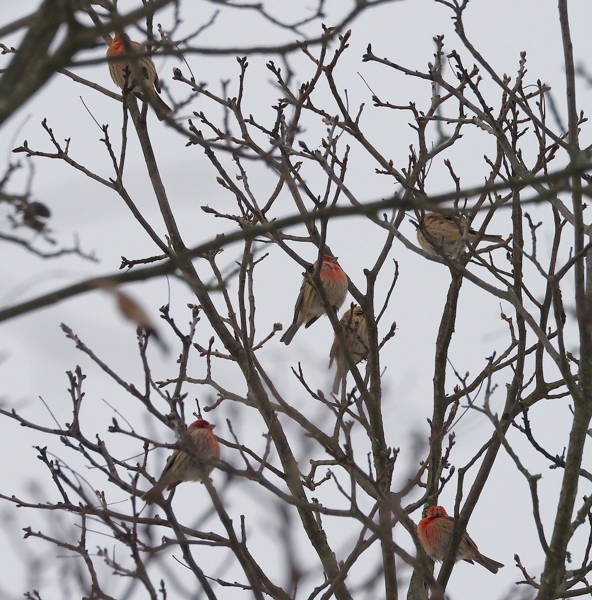 hýl rudoprsý - ML646817899