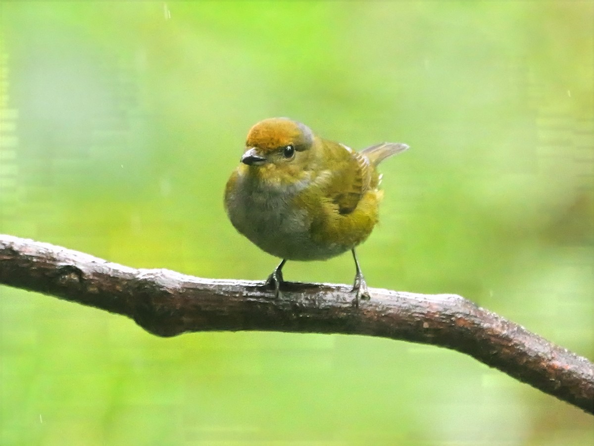 Tawny-capped Euphonia - ML646817900