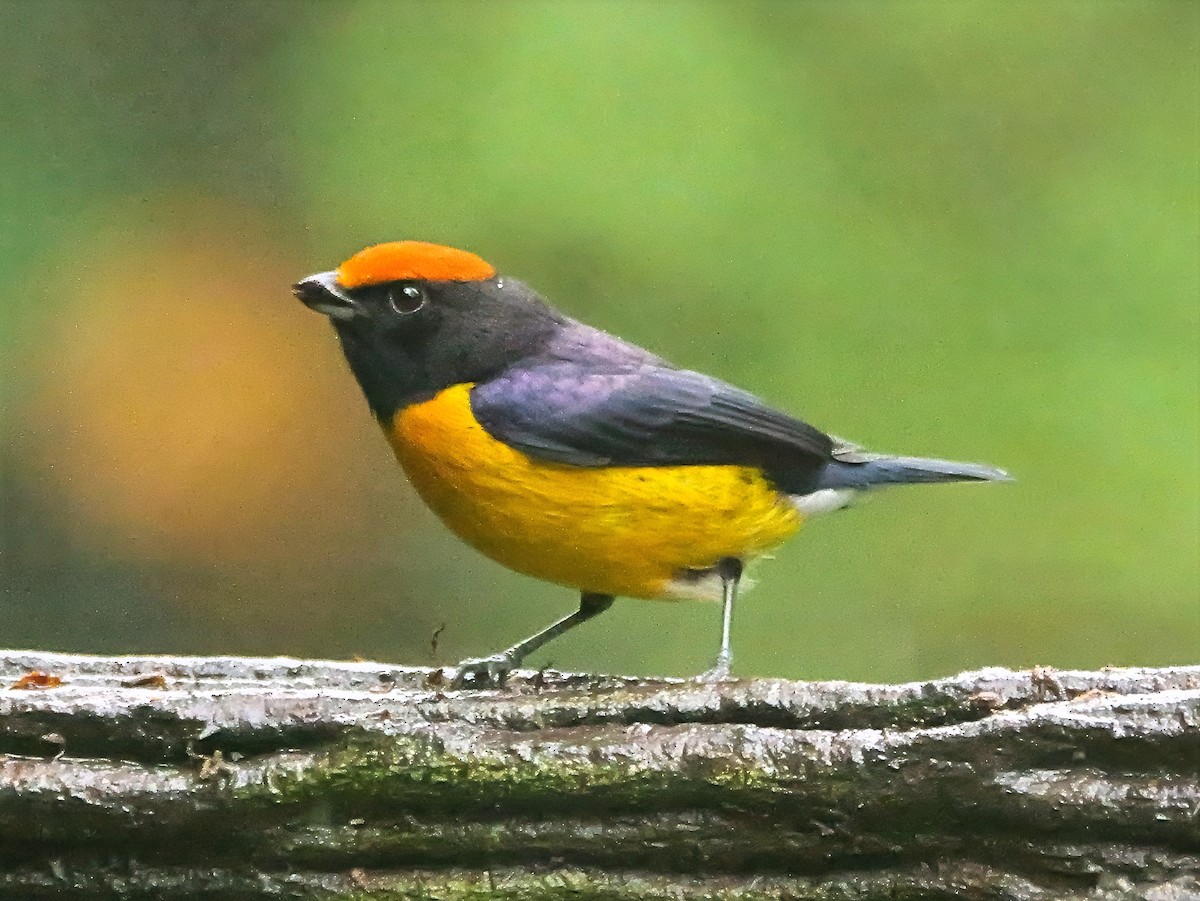 Tawny-capped Euphonia - ML646817901