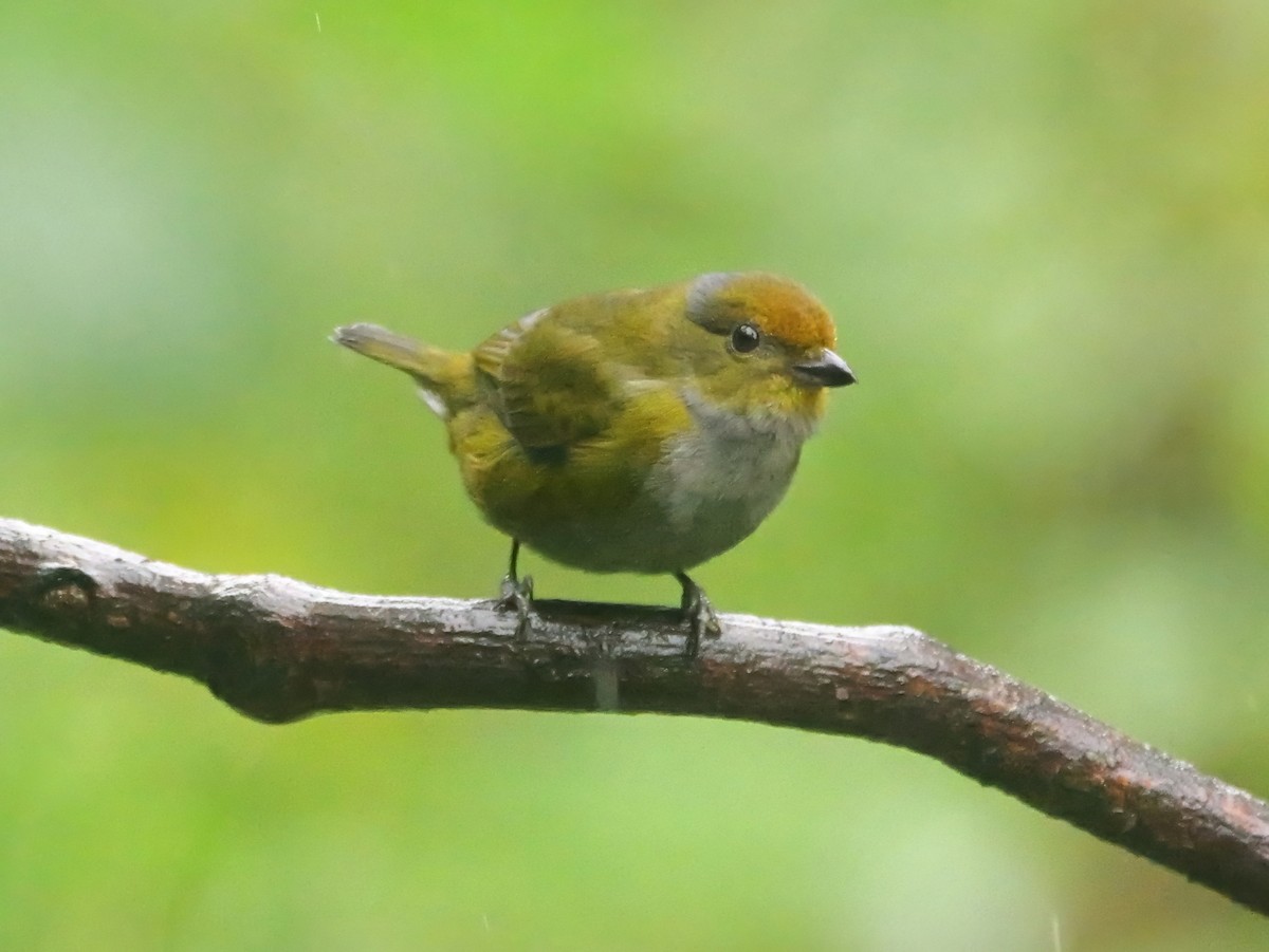 Tawny-capped Euphonia - ML646817902