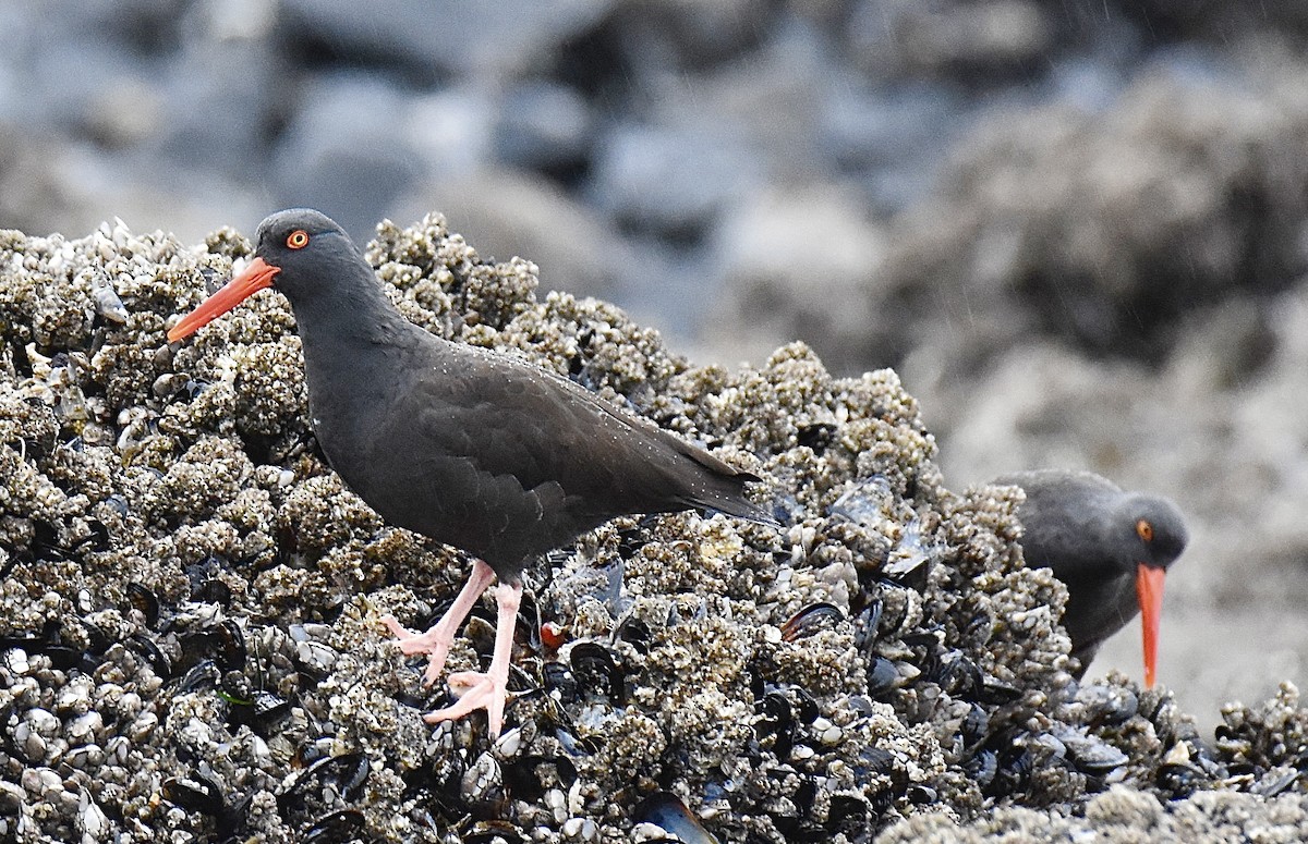 Black Oystercatcher - ML646817909