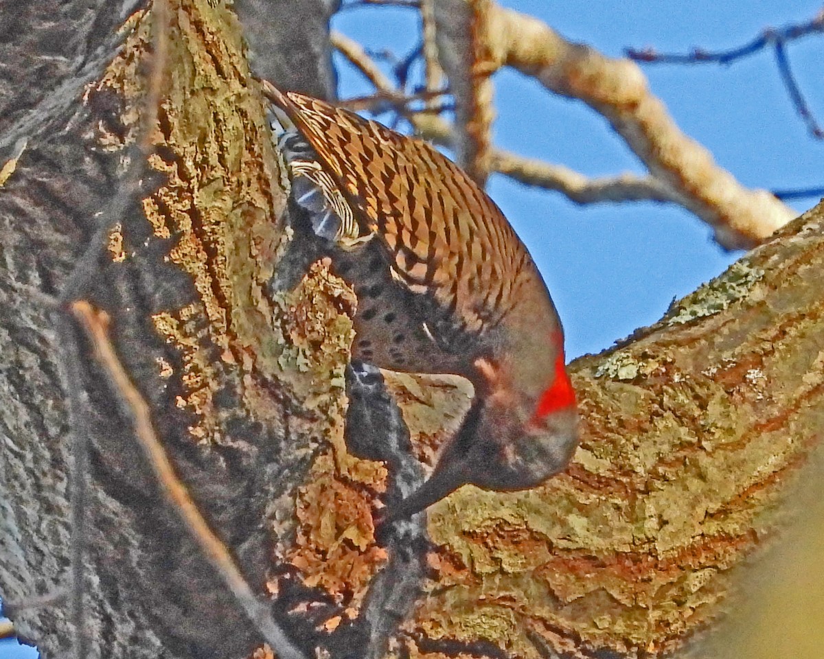 Northern Flicker - ML646817910
