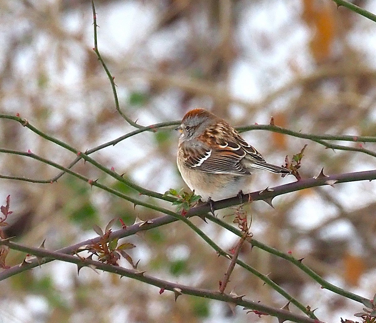 strnádka pokřovní - ML646817911