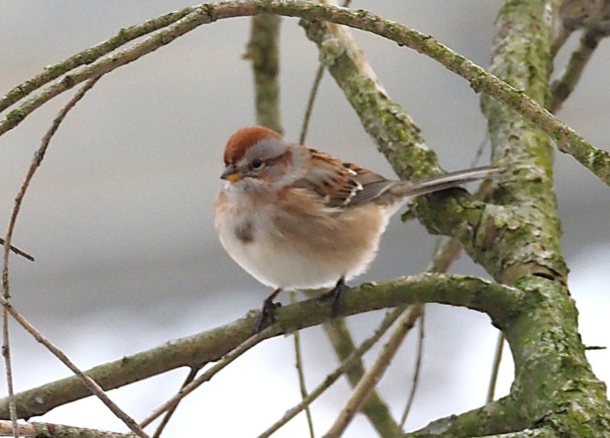 strnádka pokřovní - ML646817912