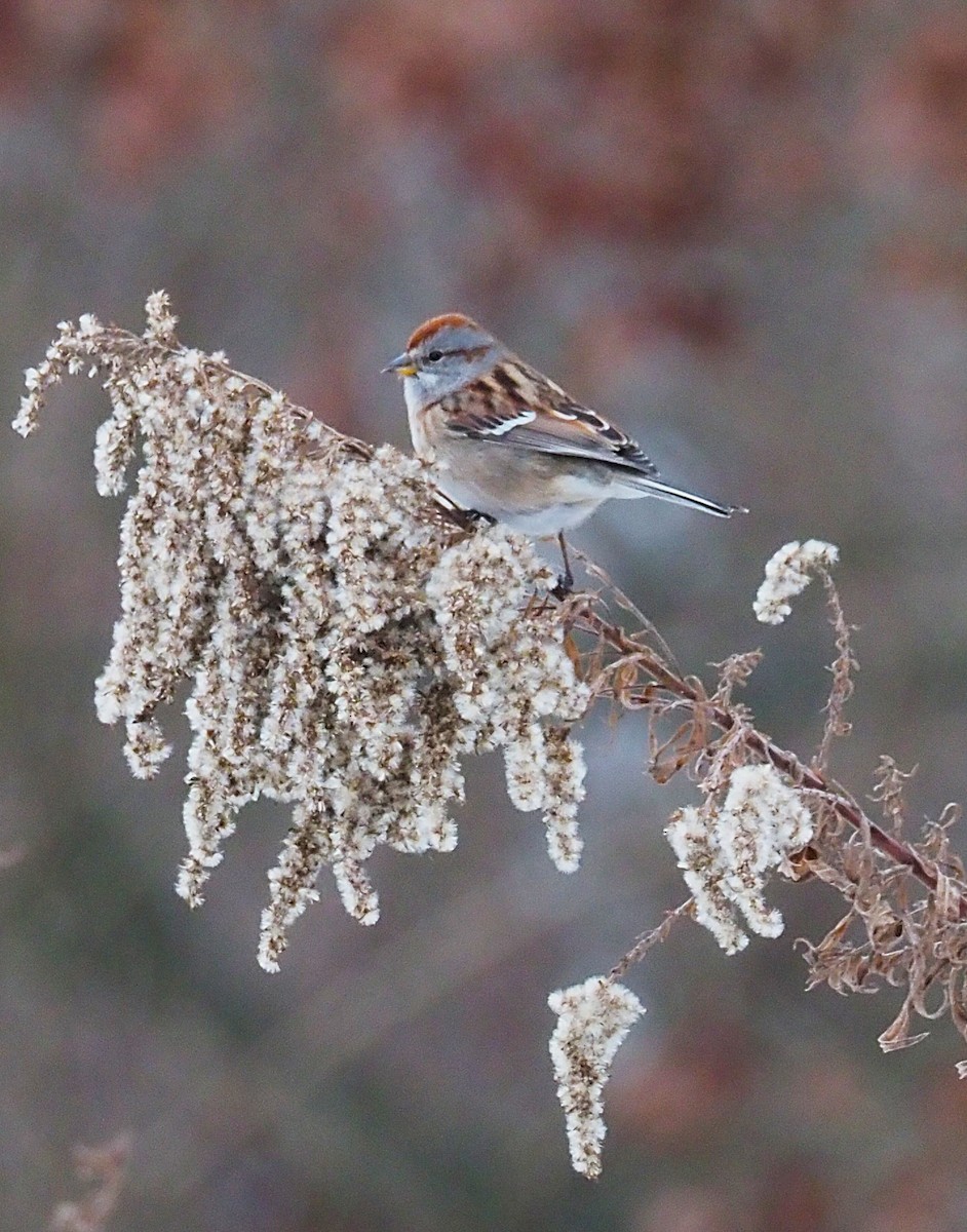 strnádka pokřovní - ML646817913