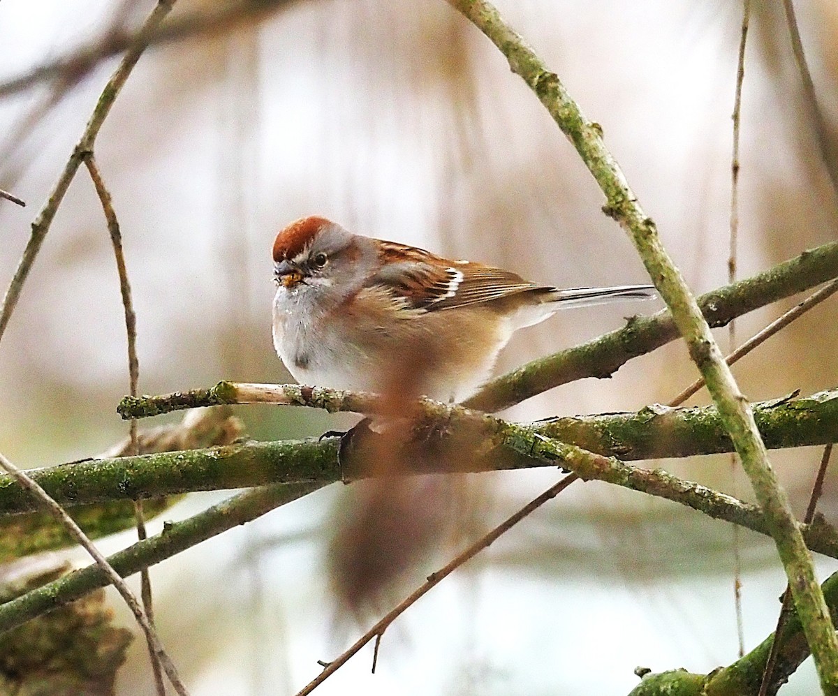 strnádka pokřovní - ML646817914