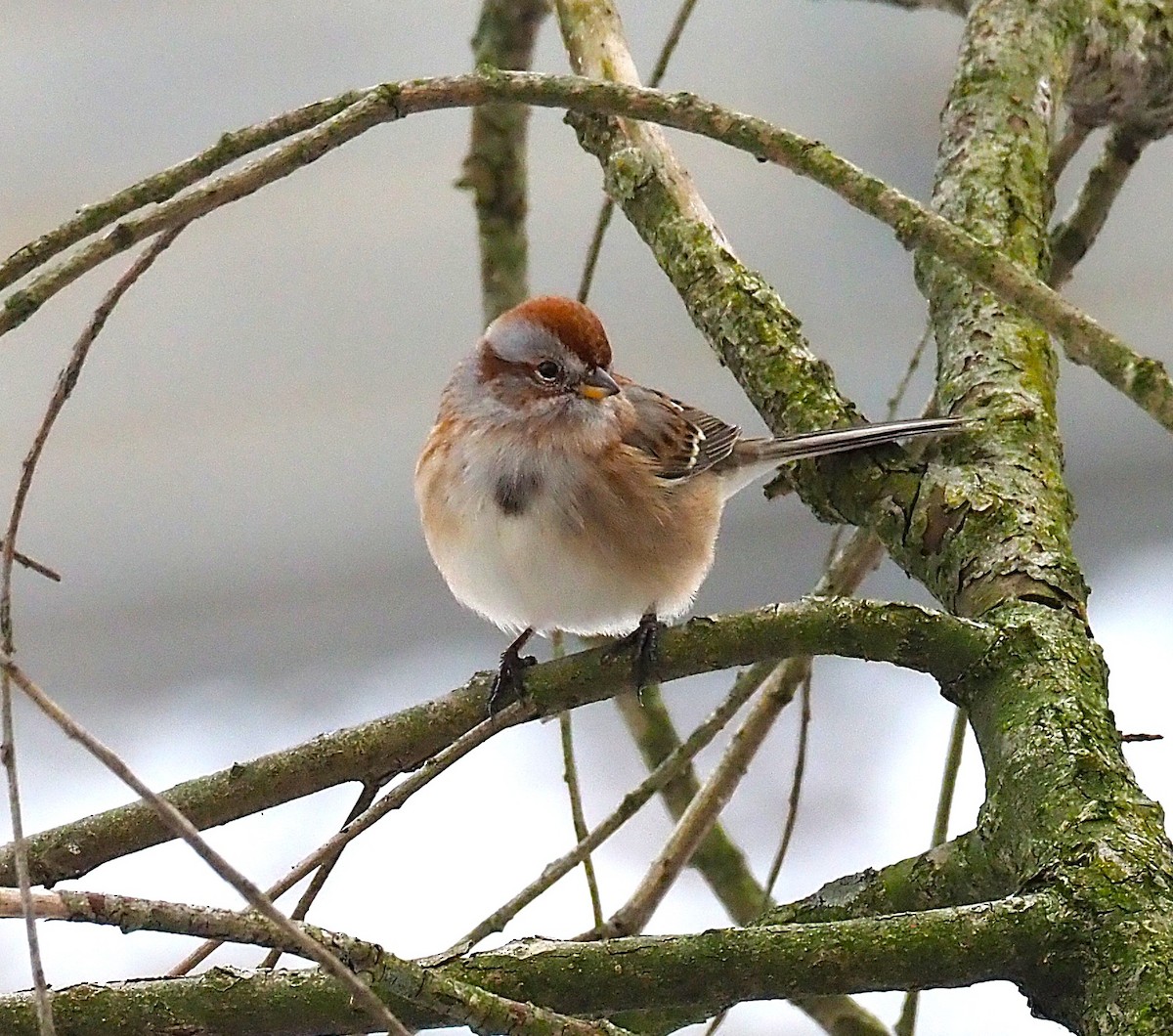 strnádka pokřovní - ML646817915