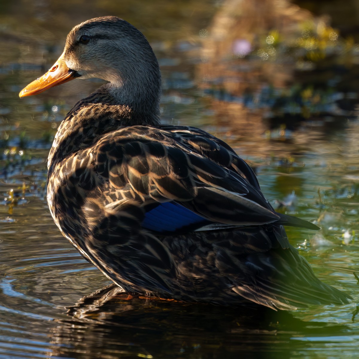 Floridaente - ML646817917