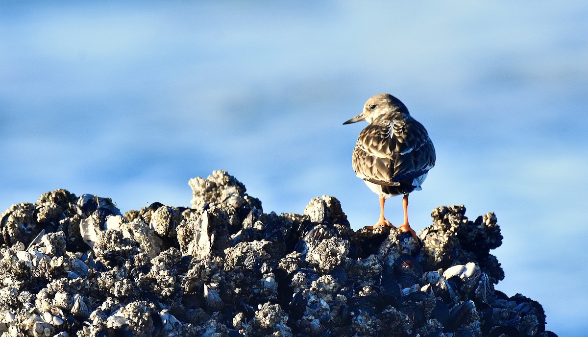 Ruddy Turnstone - ML646817918